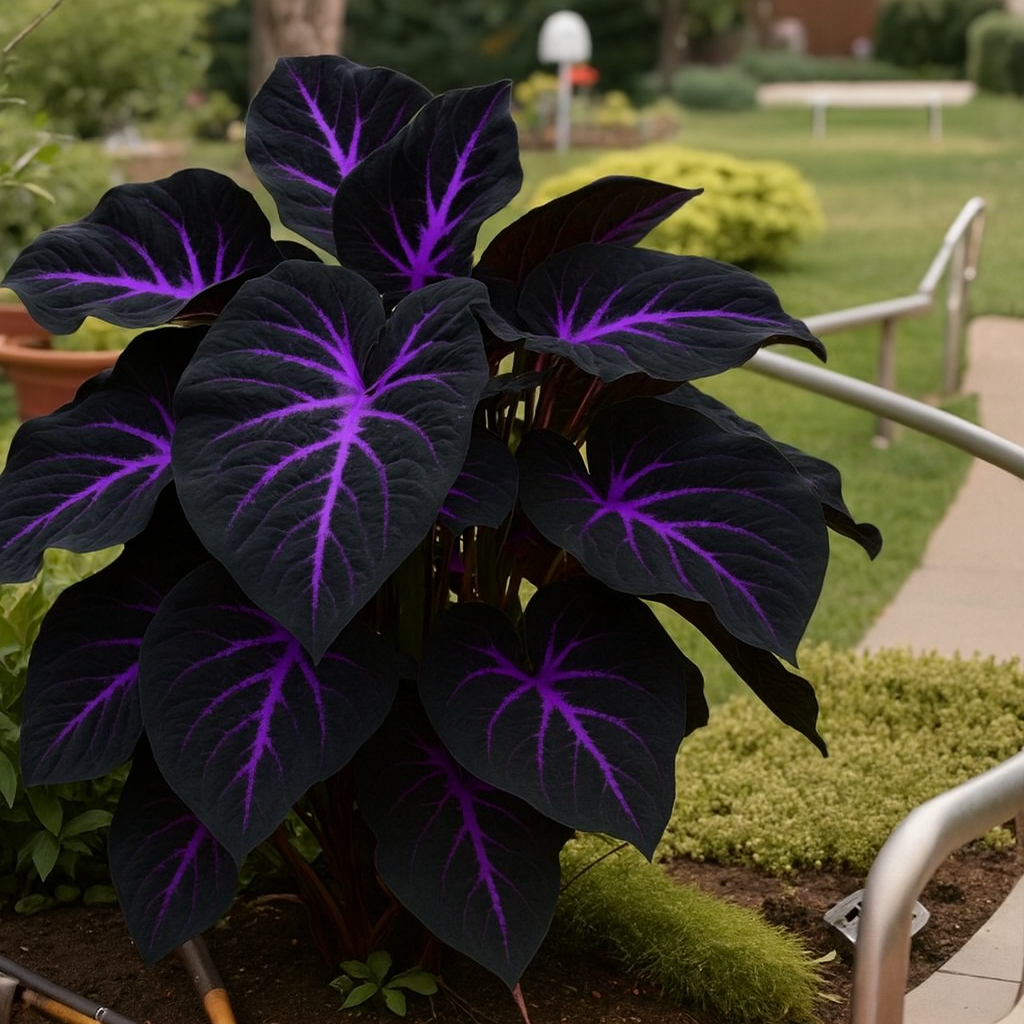 SVASP® Enchanted Rapid-Grow Hosta🌱#Cold-Resistant #Fast-Growing #Easy to Grow #Pest & Disease Resistant🌟