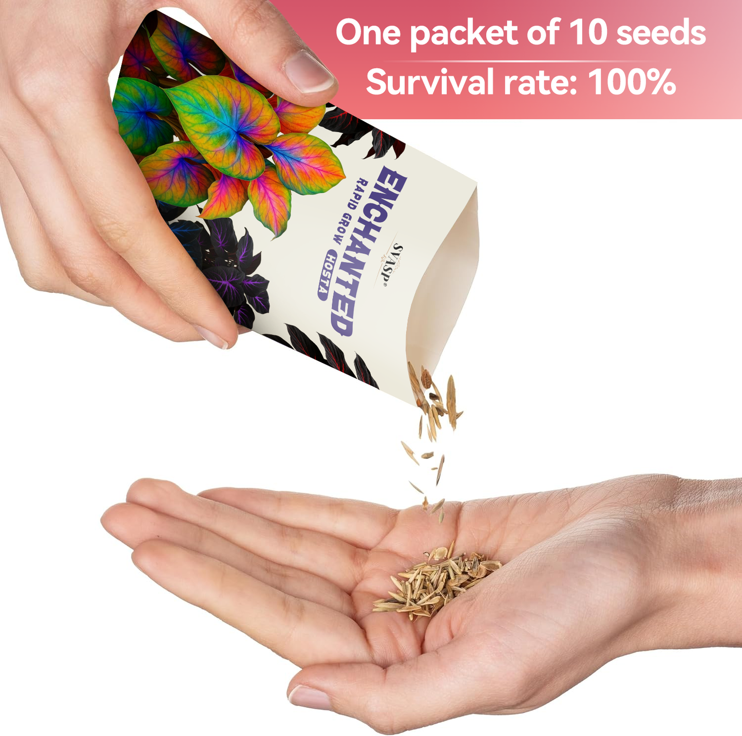 SVASP® Enchanted Rapid-Grow Hosta🌱#Cold-Resistant #Fast-Growing #Easy to Grow #Pest & Disease Resistant🌟