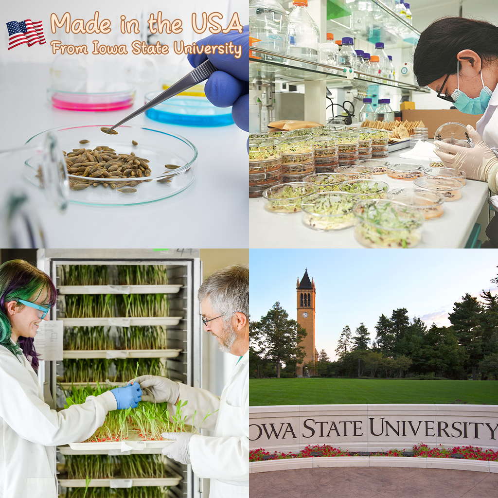 SVASP® Enchanted Rapid-Grow Hosta🌱#Cold-Resistant #Fast-Growing #Easy to Grow #Pest & Disease Resistant🌟